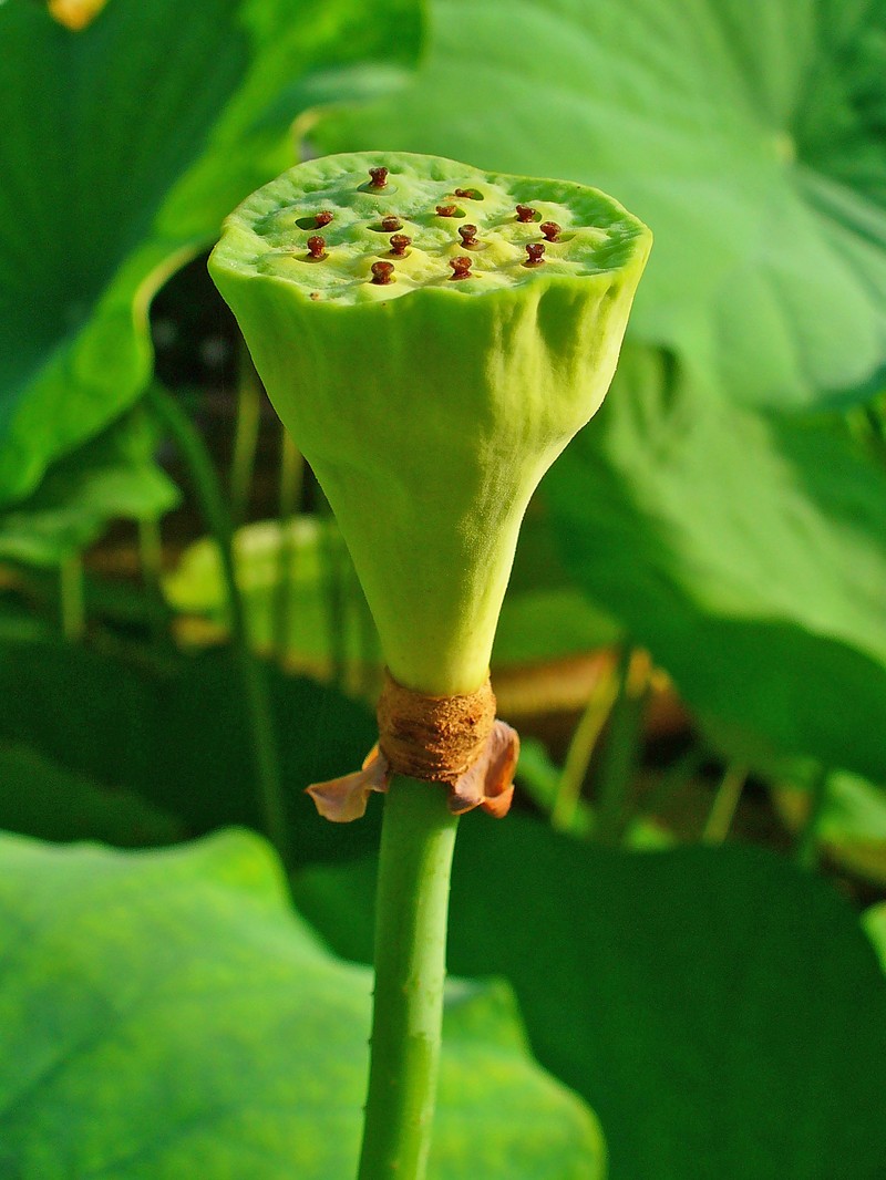 Sacred Lotus photo 4