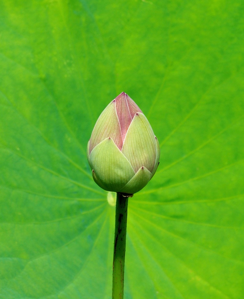 Sacred Lotus photo 5