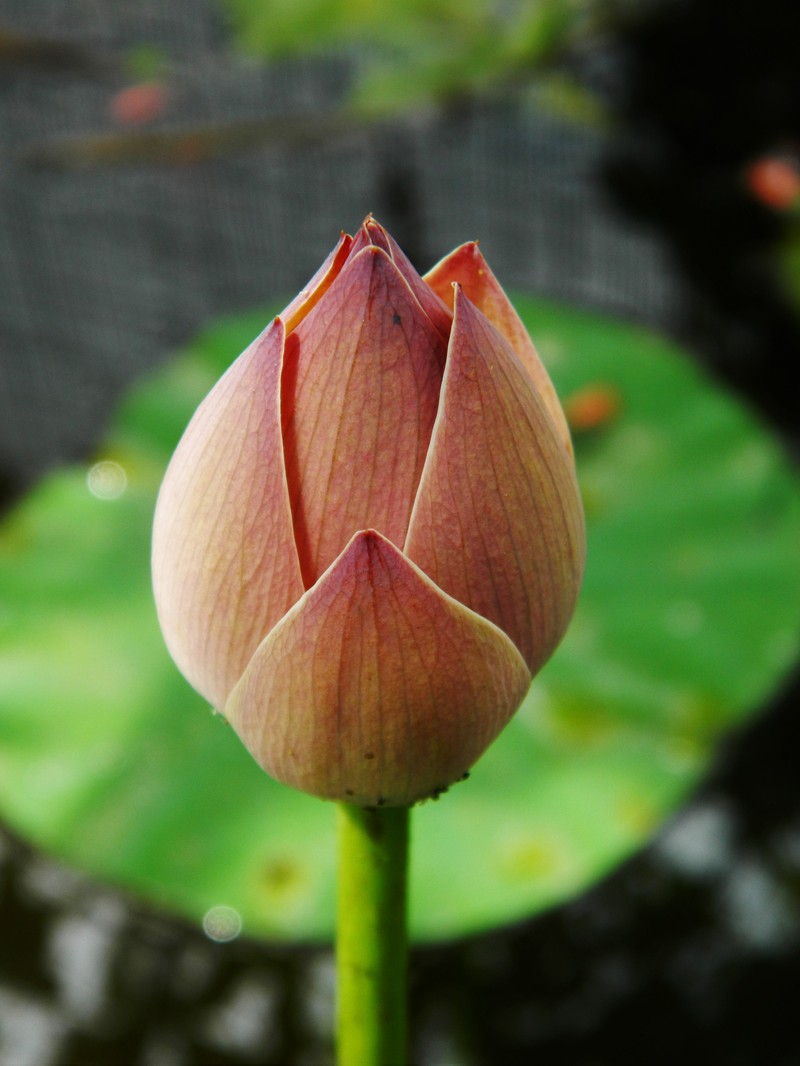 Sacred Lotus photo 6