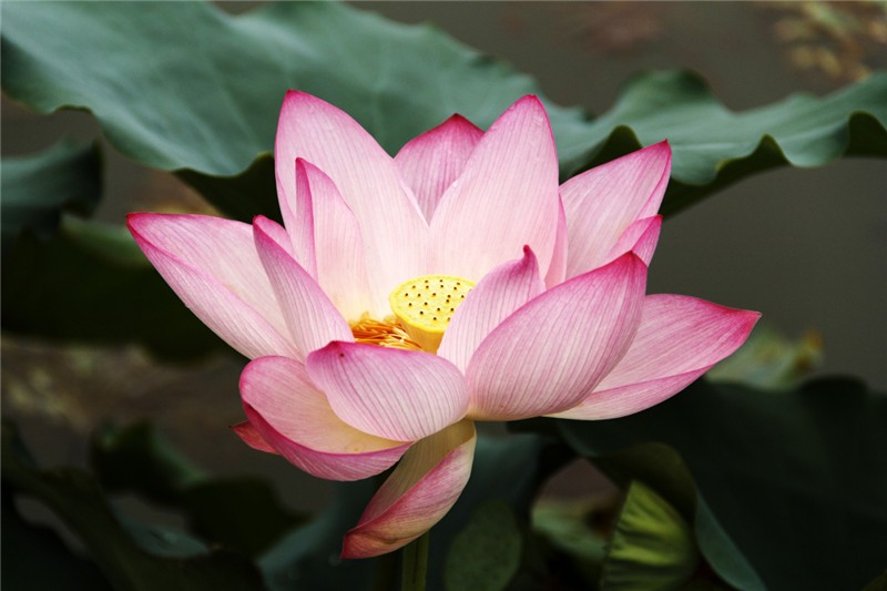 Sacred Lotus photo 7