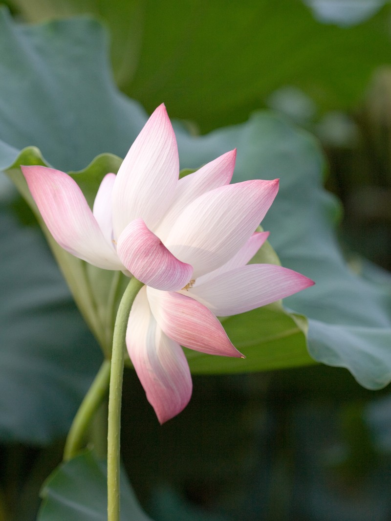 Sacred Lotus photo 8