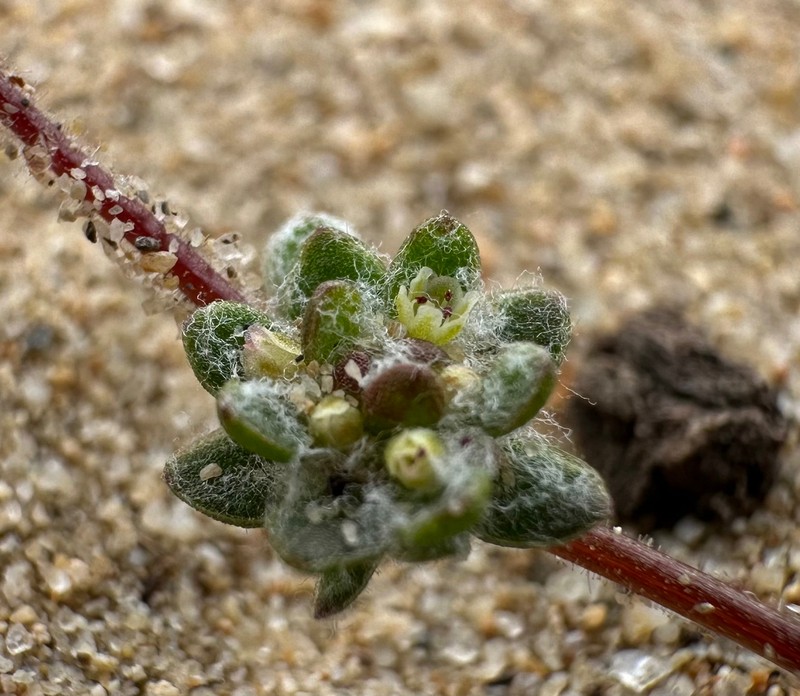 Cottonheads