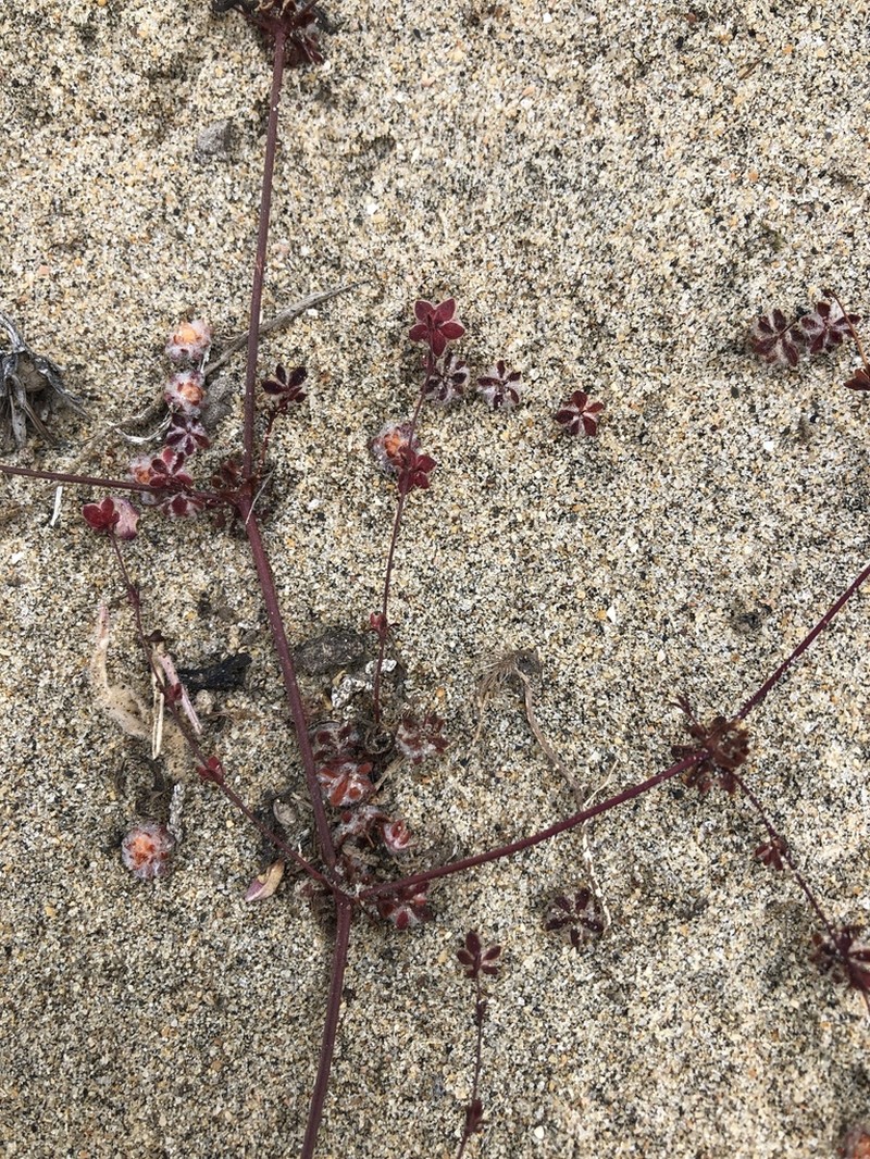 Cottonheads photo 2