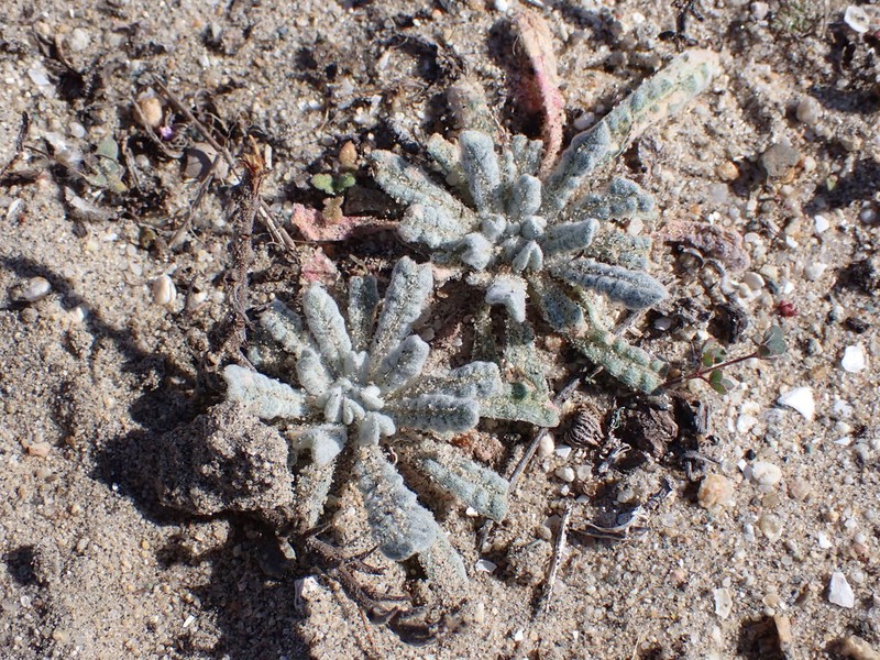 Cottonheads photo 3