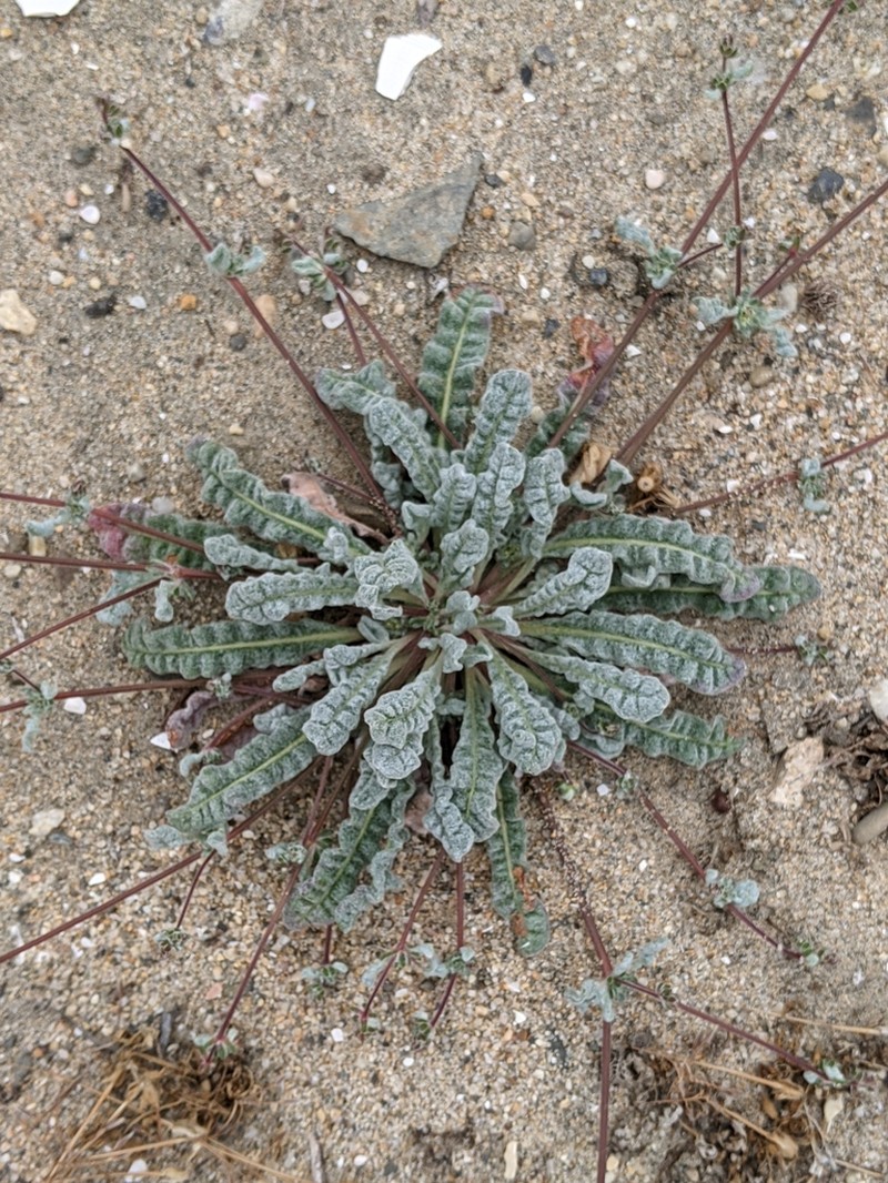Cottonheads photo 4