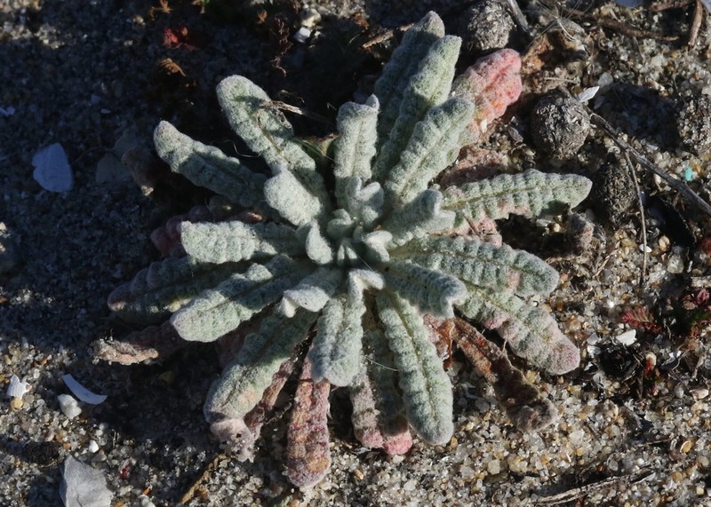 Cottonheads photo 5