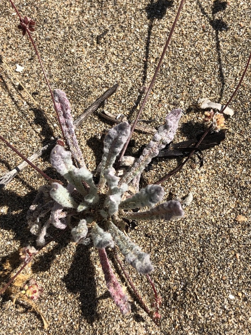 Cottonheads photo 6