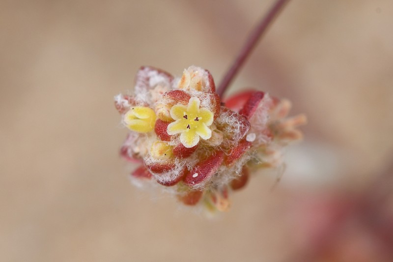 Cottonheads photo 7