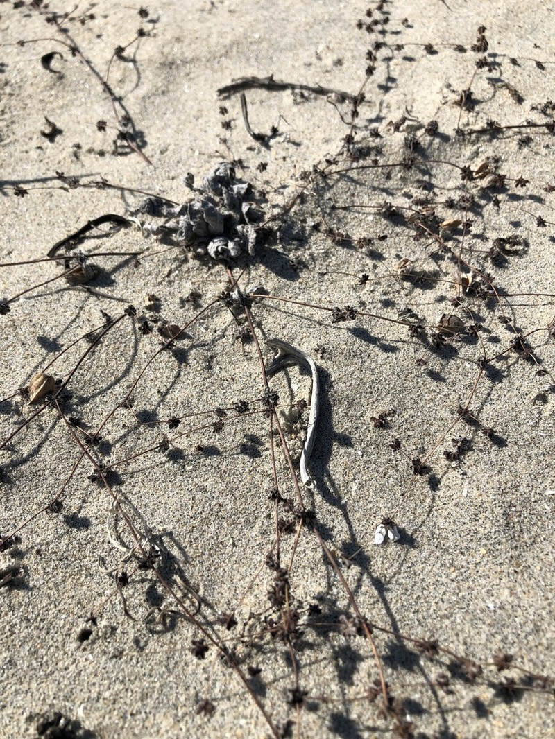 Cottonheads photo 8