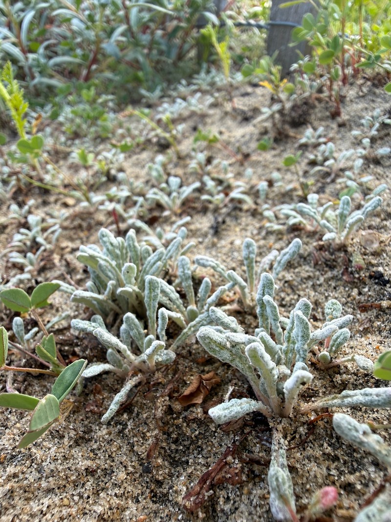 Nemacaulis denudata var. denudata