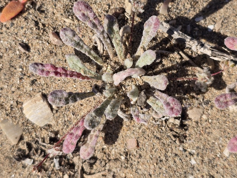 Nemacaulis denudata var. denudata photo 2