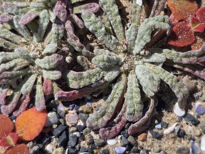 Nemacaulis denudata var. denudata photo 3