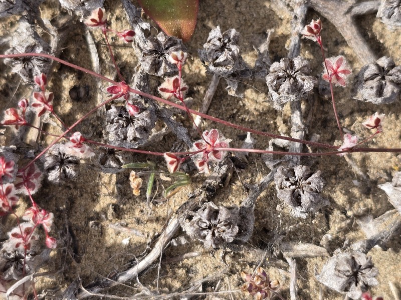 Nemacaulis denudata var. denudata photo 4
