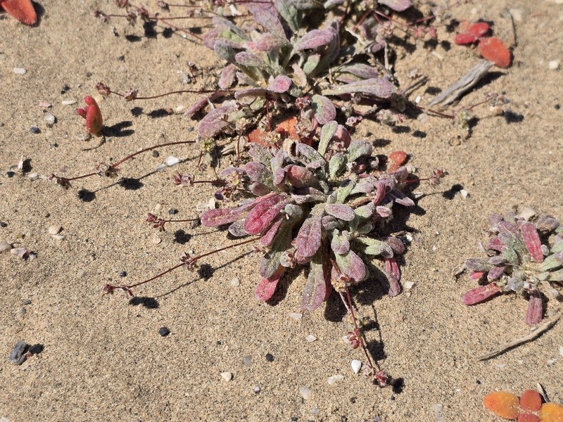 Nemacaulis denudata var. denudata photo 5