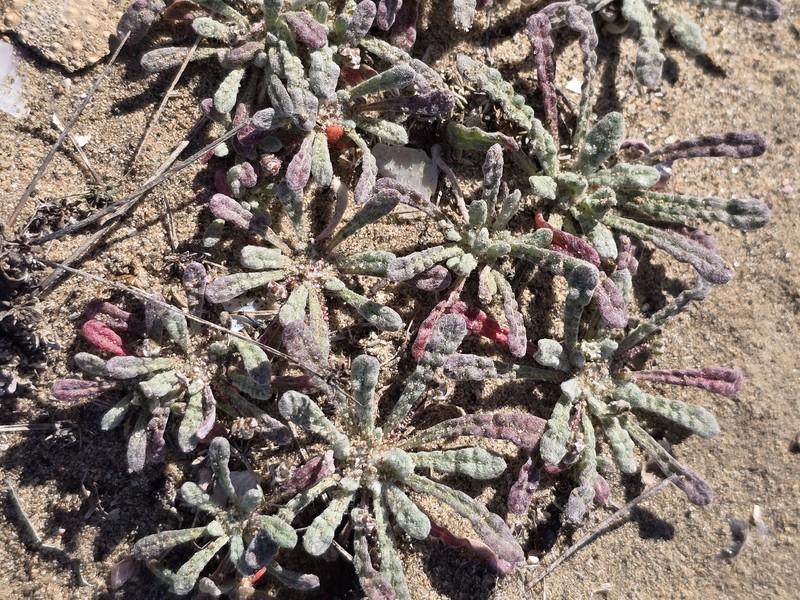 Nemacaulis denudata var. denudata photo 6