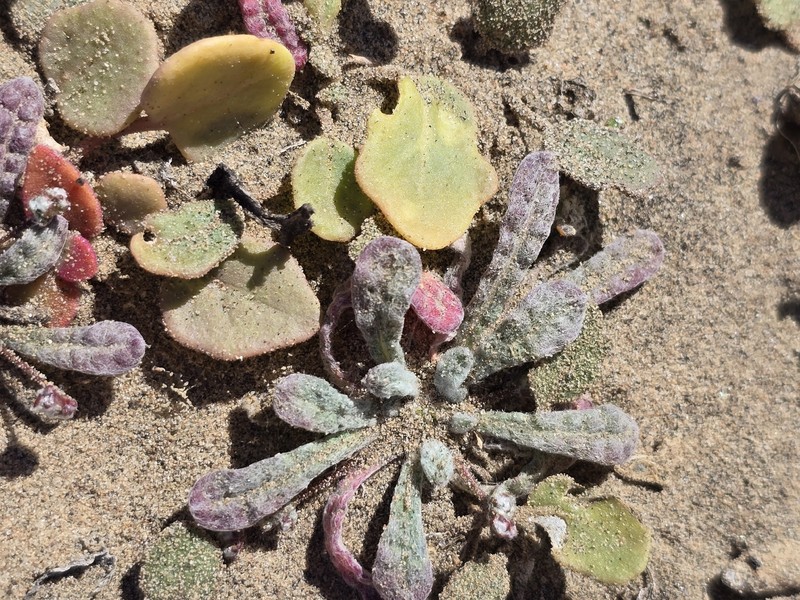 Nemacaulis denudata var. denudata photo 7