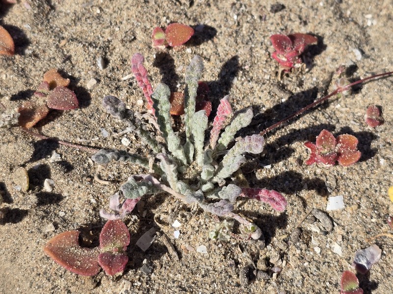 Nemacaulis denudata var. denudata photo 8