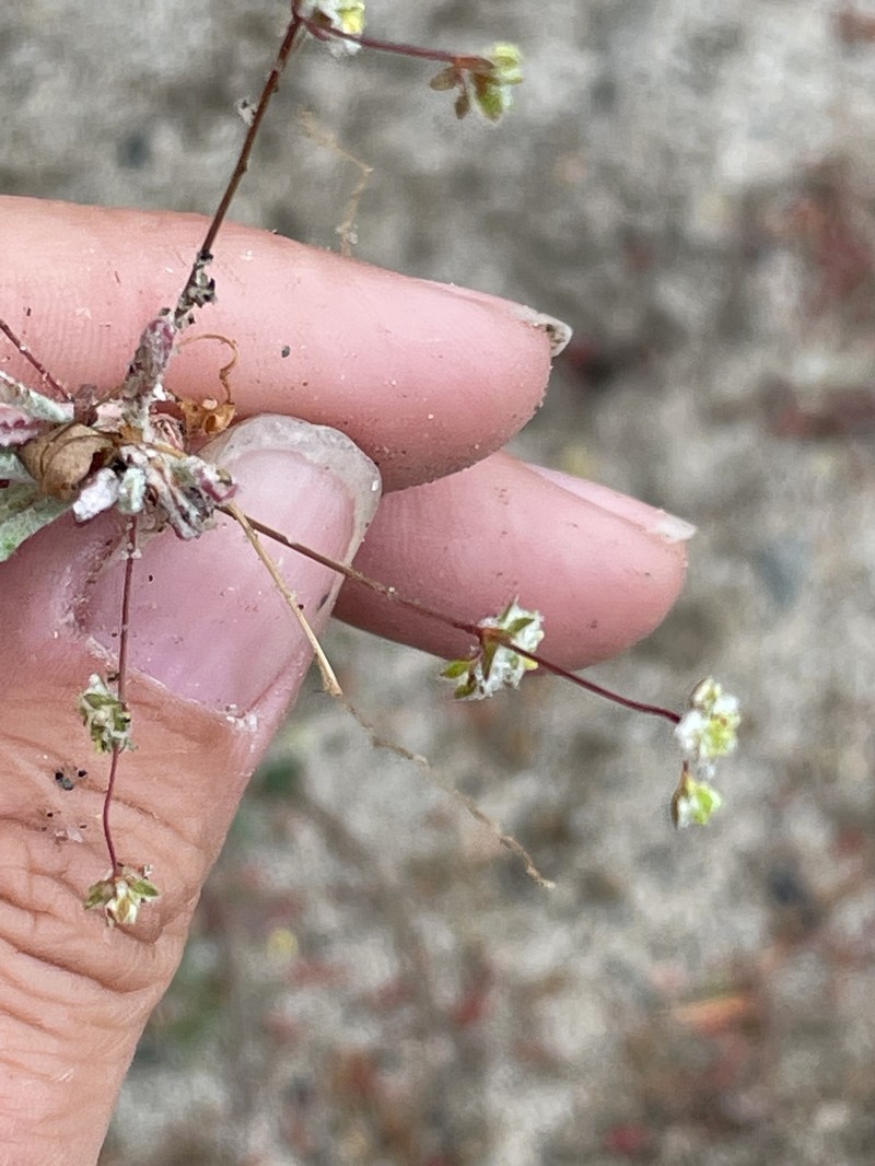 Nemacaulis denudata var. gracilis