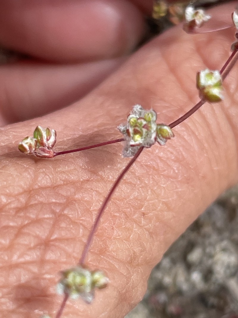 Nemacaulis denudata var. gracilis photo 2