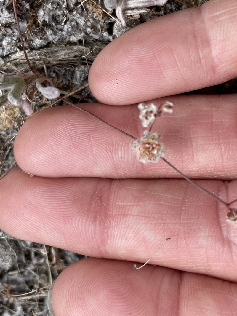 Nemacaulis denudata var. gracilis photo 3