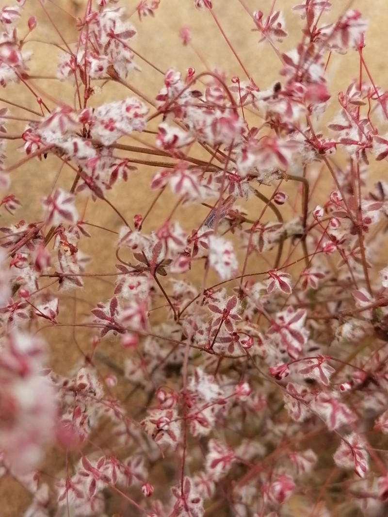 Nemacaulis denudata var. gracilis photo 4