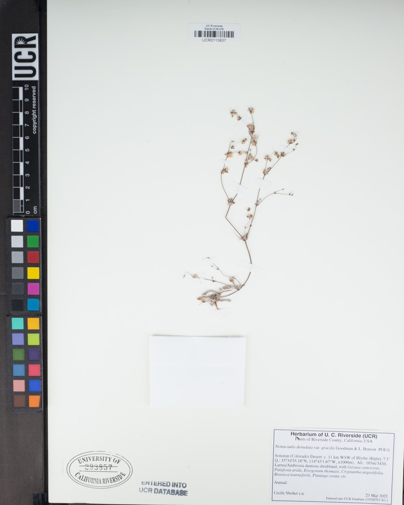 Nemacaulis denudata var. gracilis photo 5