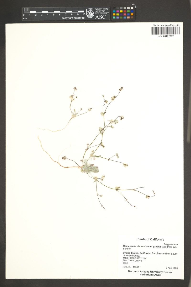 Nemacaulis denudata var. gracilis photo 6