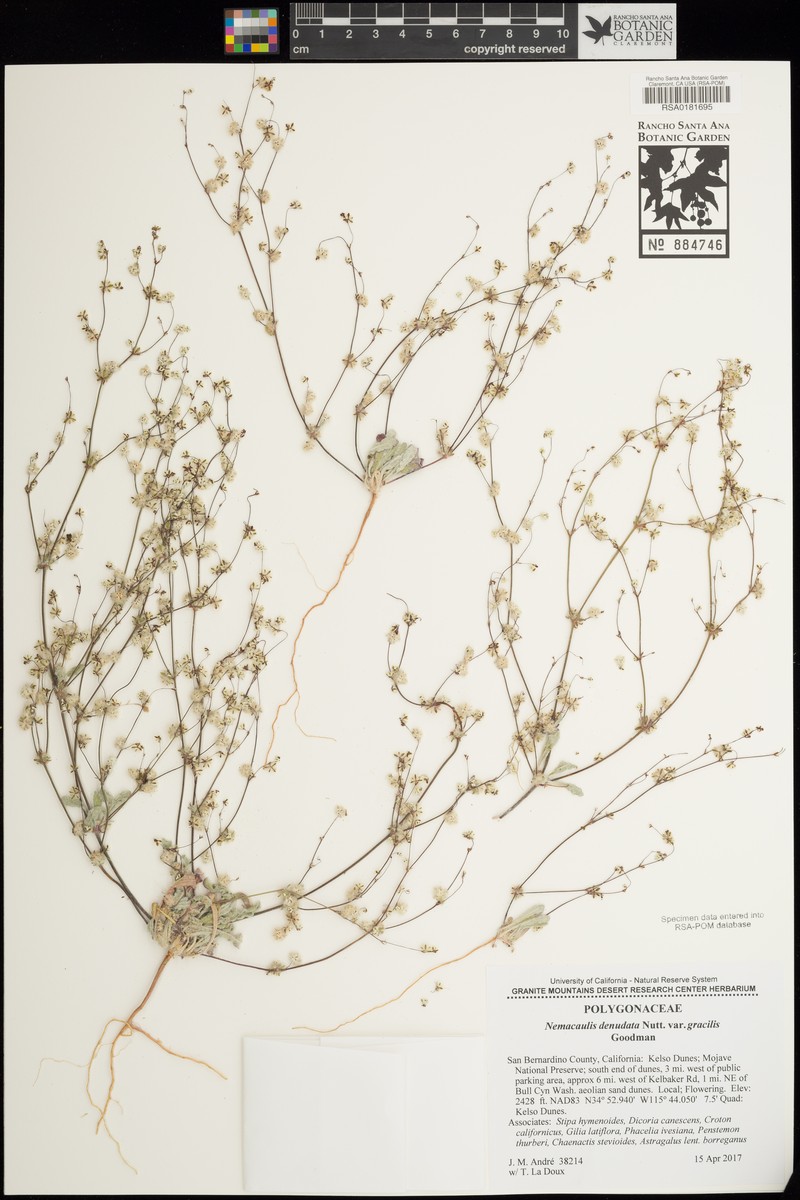Nemacaulis denudata var. gracilis photo 7