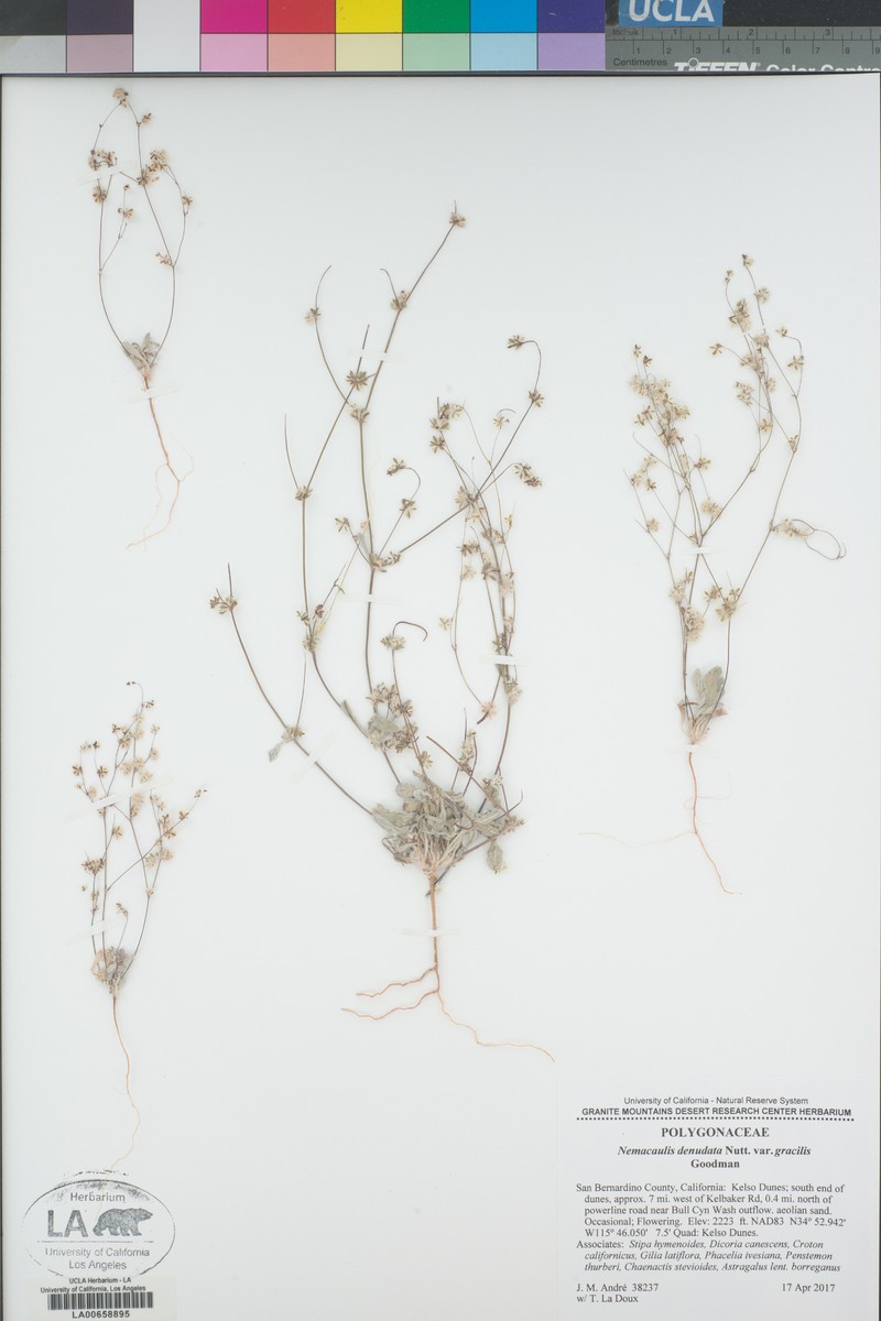 Nemacaulis denudata var. gracilis photo 8