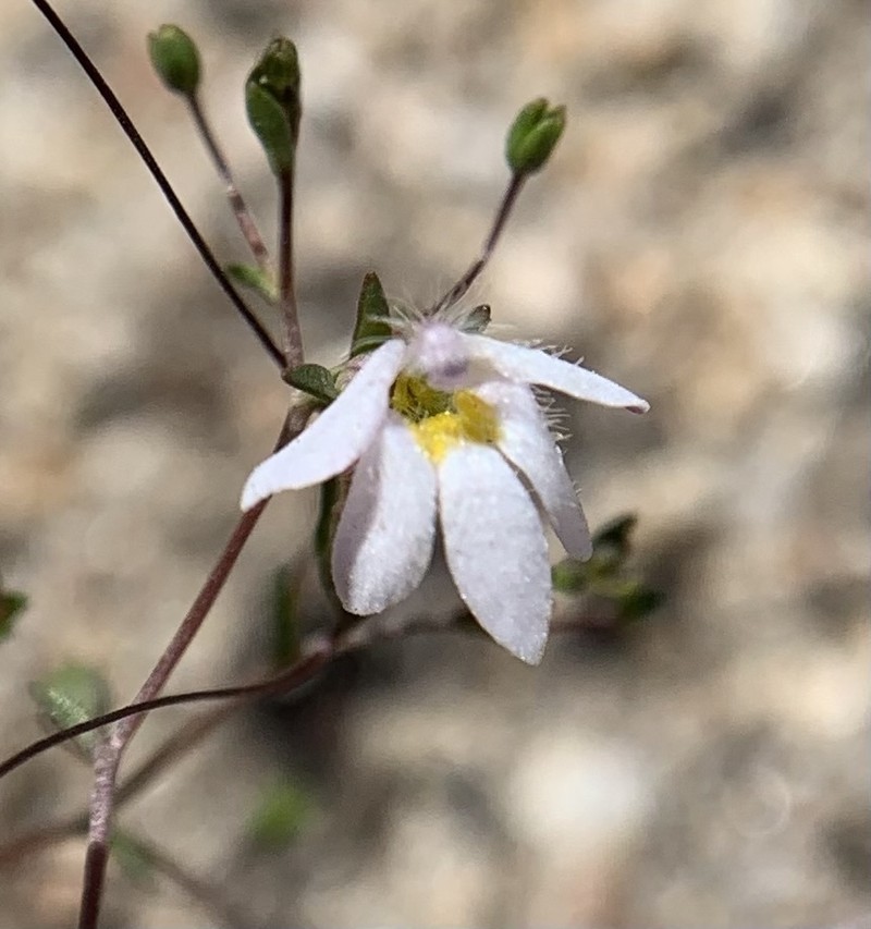 Nemacladus bellus photo 4
