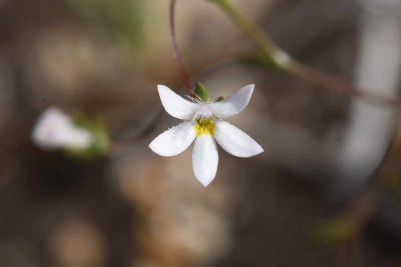 Nemacladus bellus photo 8