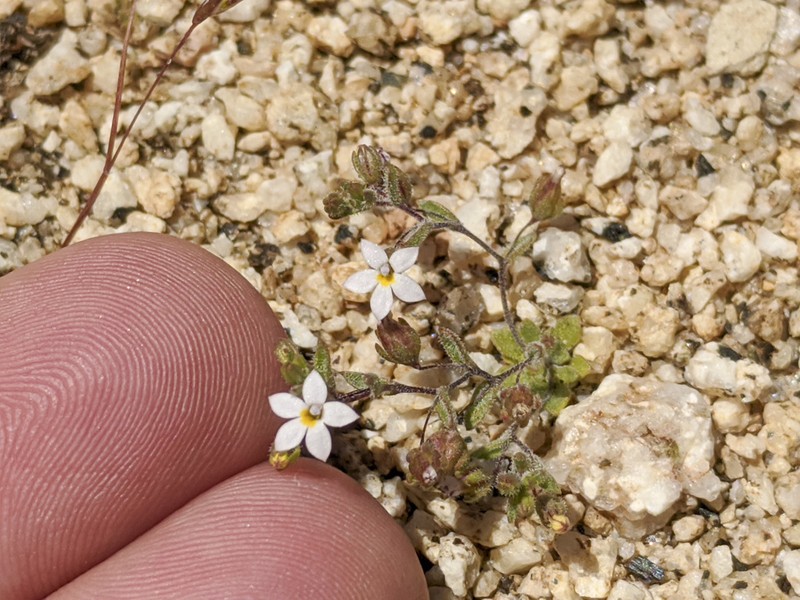 Nemacladus breviflorus
