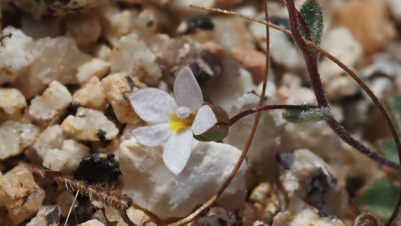 Nemacladus breviflorus photo 2