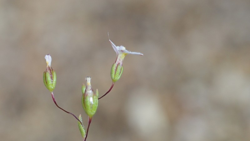 Nemacladus breviflorus photo 3