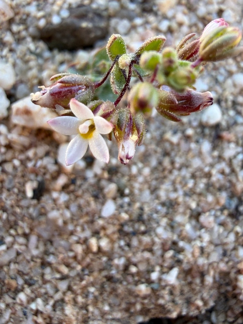 Nemacladus breviflorus photo 4