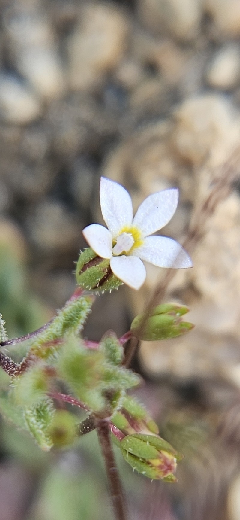 Nemacladus breviflorus photo 5