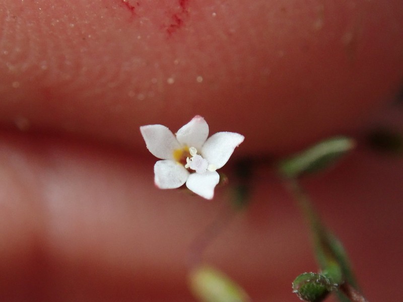 Nemacladus breviflorus photo 6