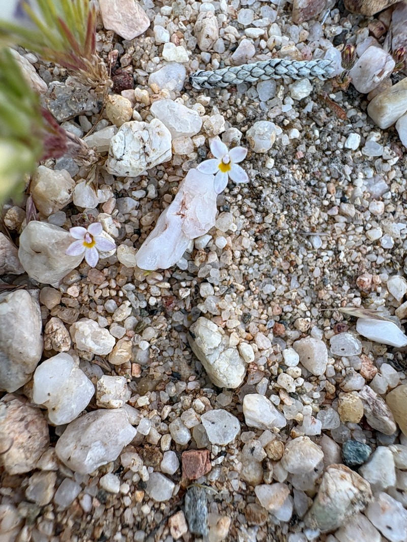Nemacladus breviflorus photo 8