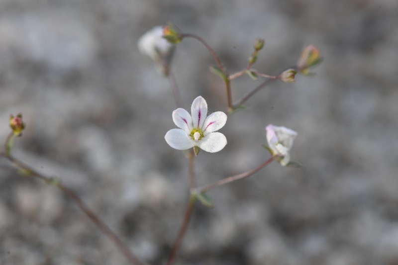 Nemacladus calcaratus