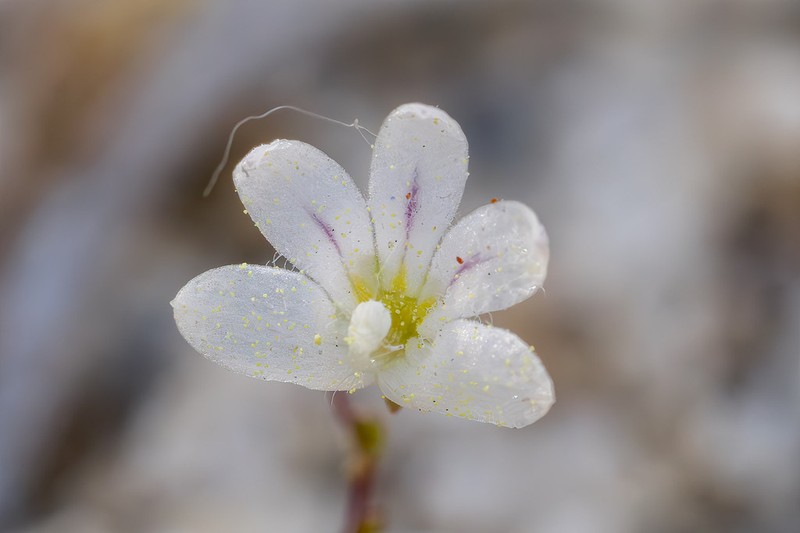 Nemacladus calcaratus photo 4