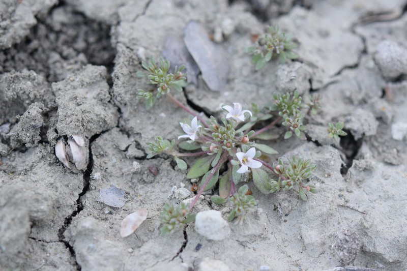 Mojave Dwarf