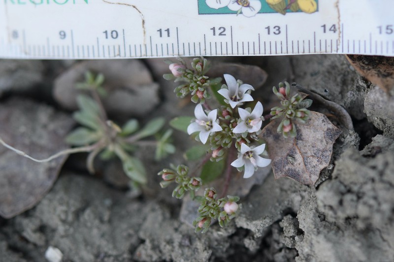Mojave Dwarf photo 2