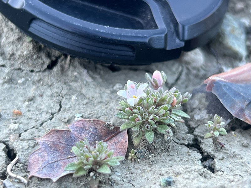 Mojave Dwarf photo 3