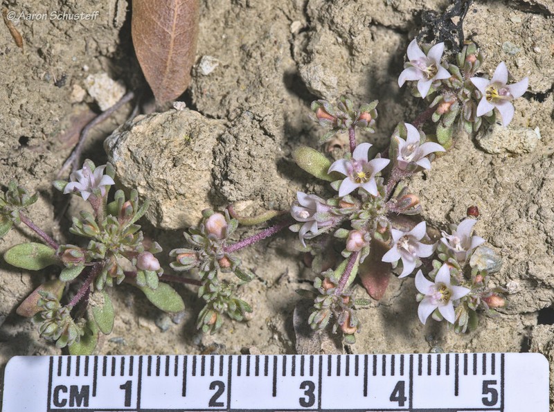 Mojave Dwarf photo 4