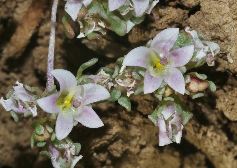 Mojave Dwarf photo 5