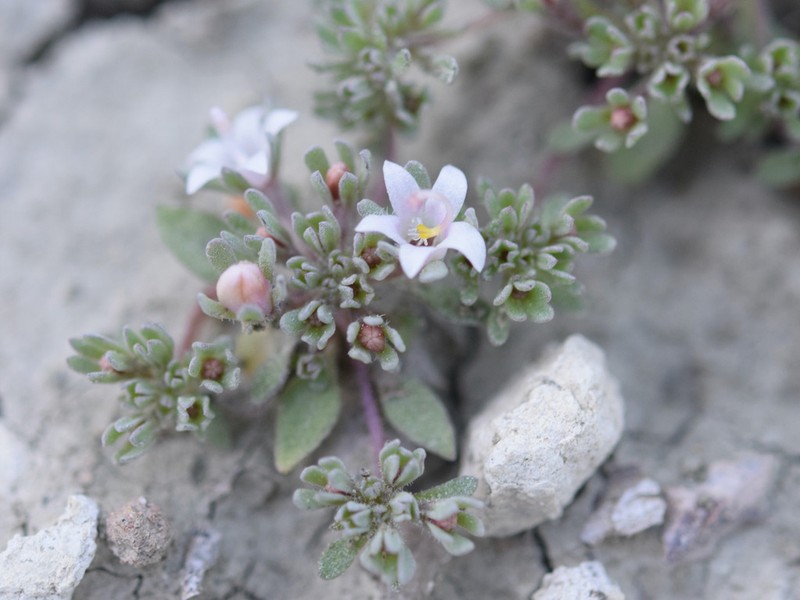 Mojave Dwarf photo 6