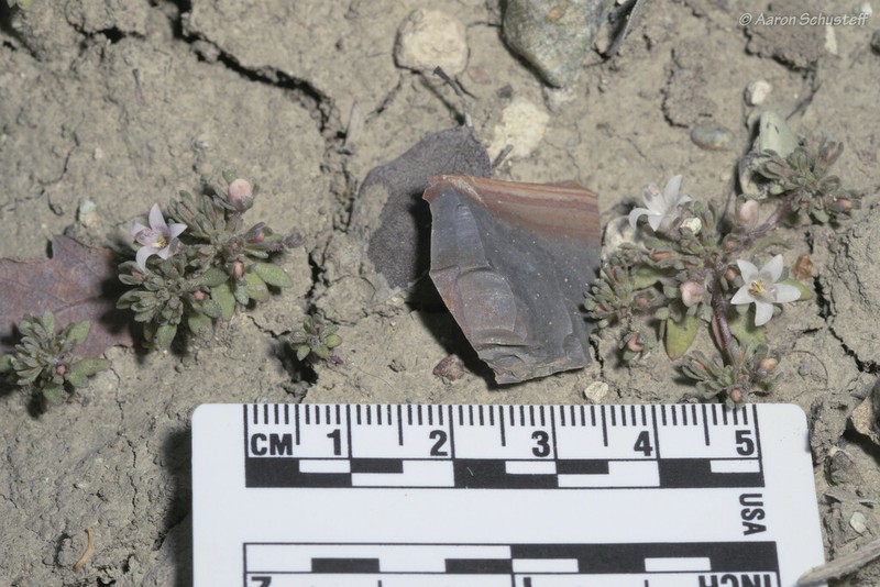 Mojave Dwarf photo 7