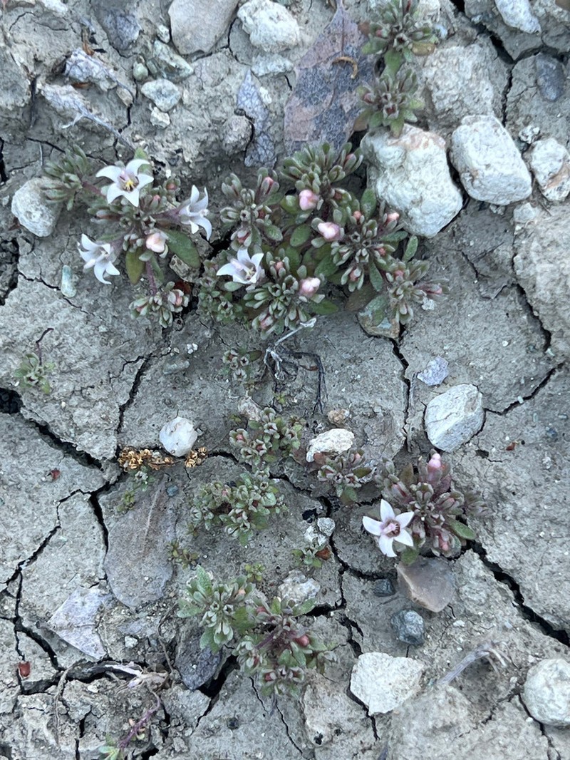 Mojave Dwarf photo 8