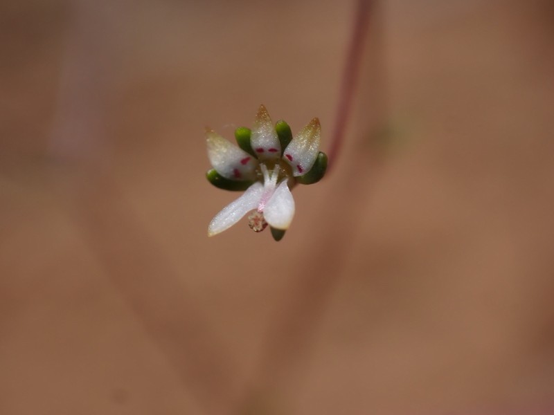 Common Threadplant photo 2