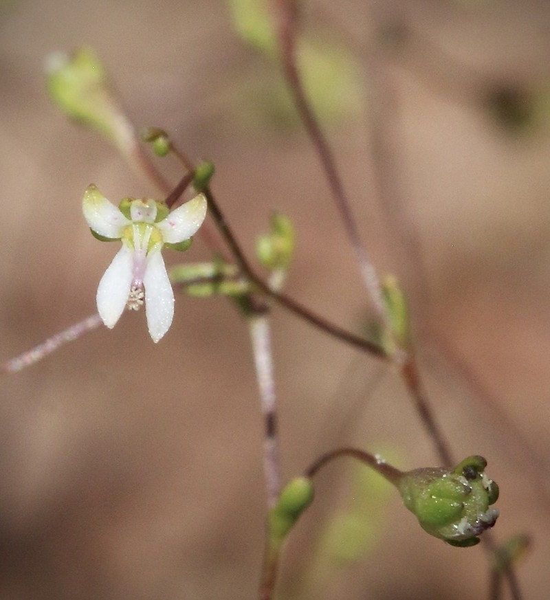 Common Threadplant photo 3